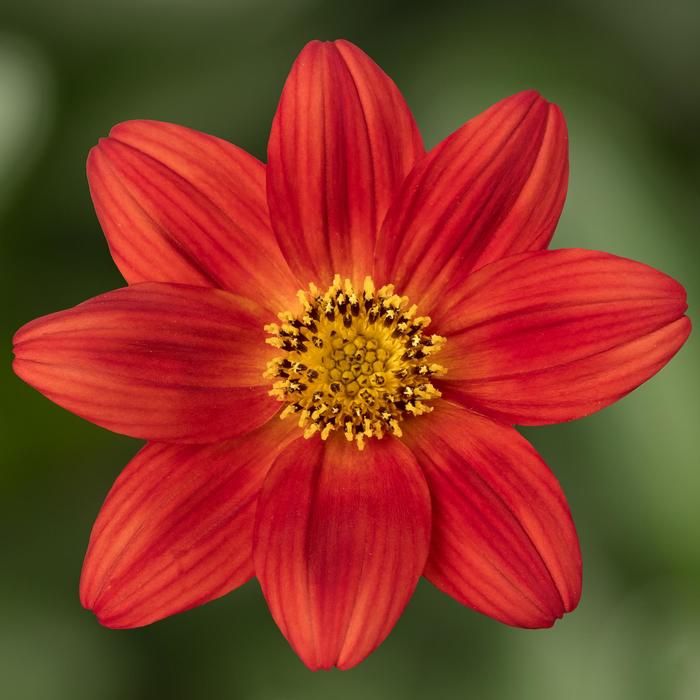 Bidens - Bidens ferulifolia Brazen™ 'Rising Sun' Bidens - Bidens ferulifolia Brazen™ 'Rising Sun'
