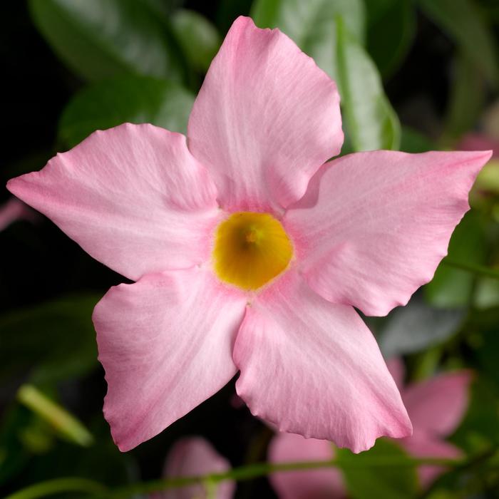 Madinia&reg; Maximo Light Pink - Dipladenia 