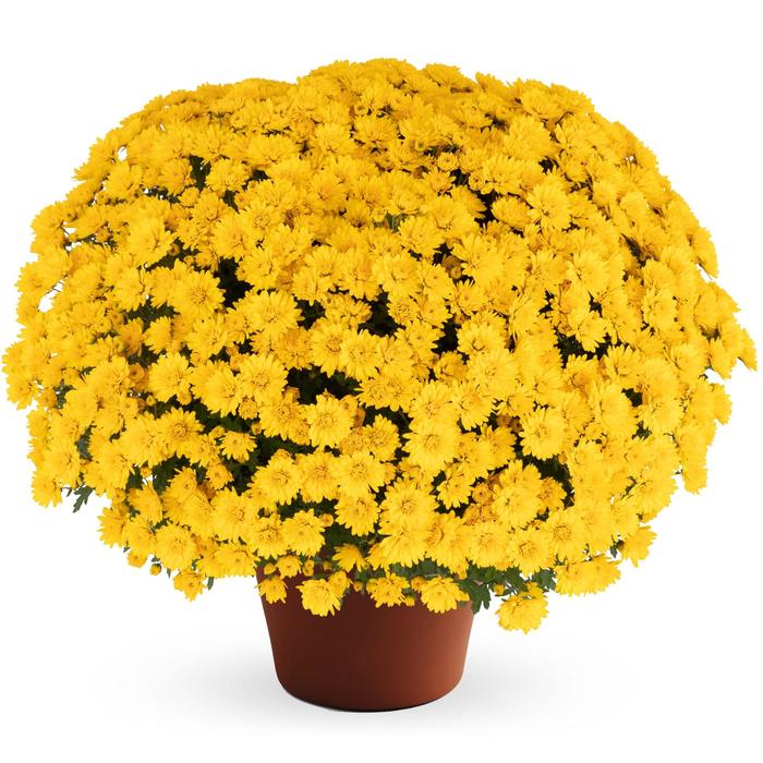 Jane™ Yellow - Chrysanthemum x morifolium