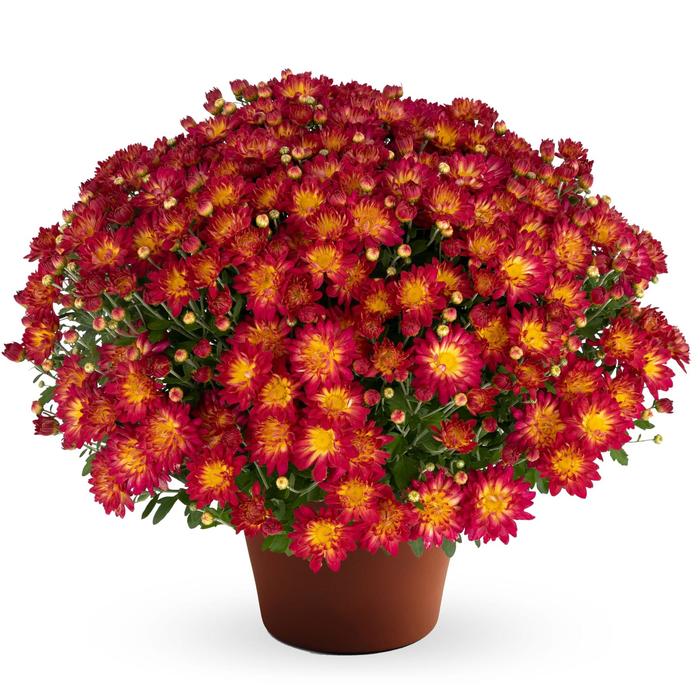 Summer Sunset™ - Chrysanthemum x morifolium 