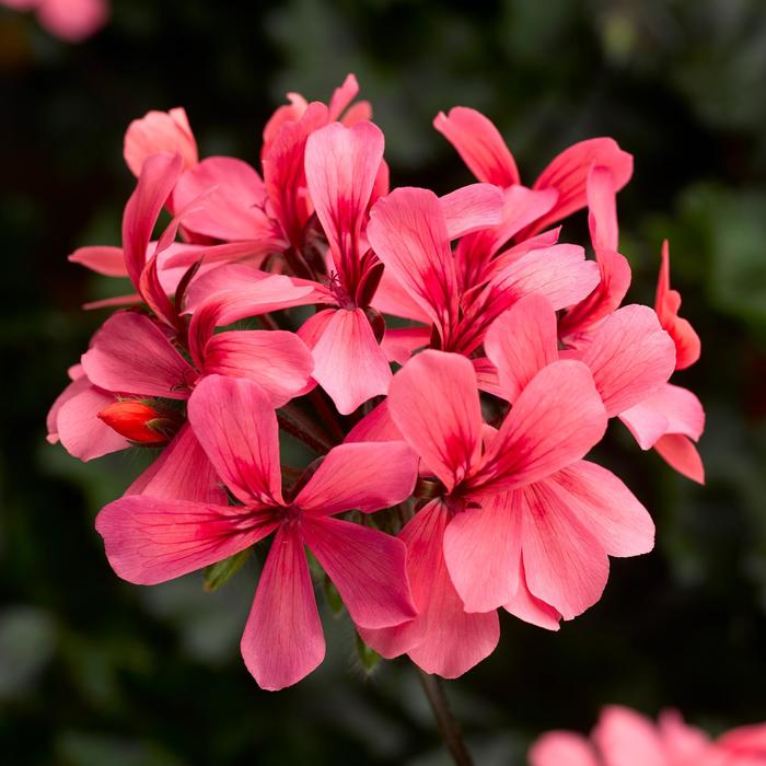 Caldera™ 'Salmon' - Pelargonium (Interspecific Geranium)