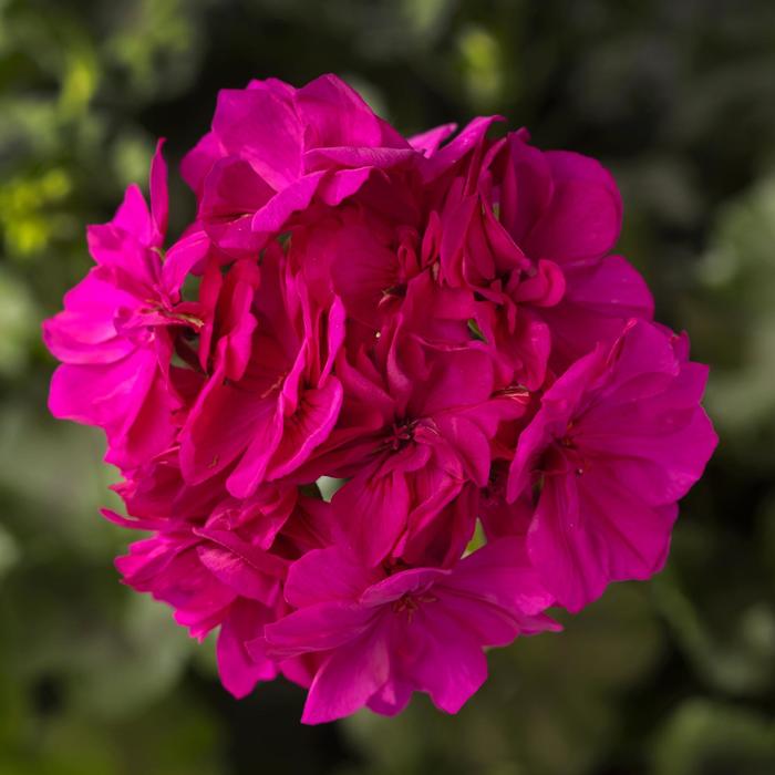 Geranium, Hybrid - Pelargonium 'Calliope® Cascade Violet' Geranium, Hybrid - Pelargonium 'Calliope® Cascade Violet'