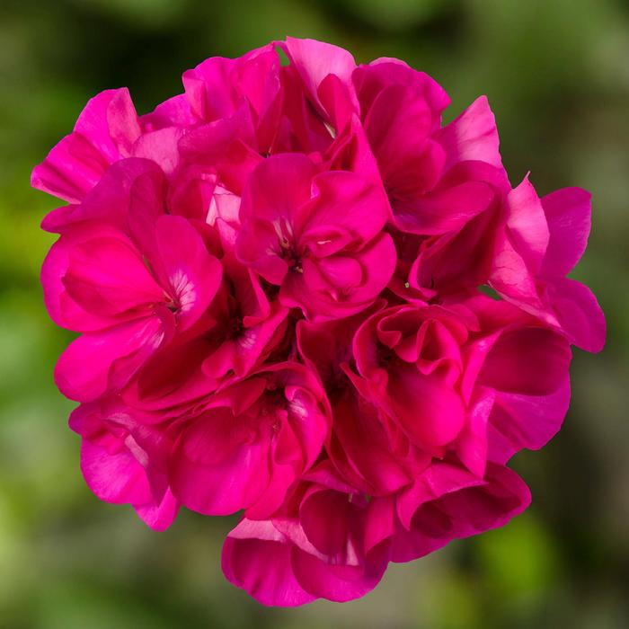Geranium, Zonal - Pelargonium Mojo™ Dark Pink Geranium, Zonal - Pelargonium Mojo™ Dark Pink