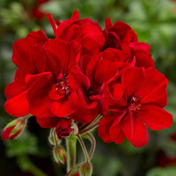 Geranium, Zonal - Pelargonium 'Mojo™ Dark Red' 
