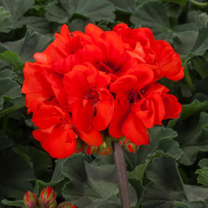 Geranium, Zonal - Pelargonium 'Mojo™ Orange' 