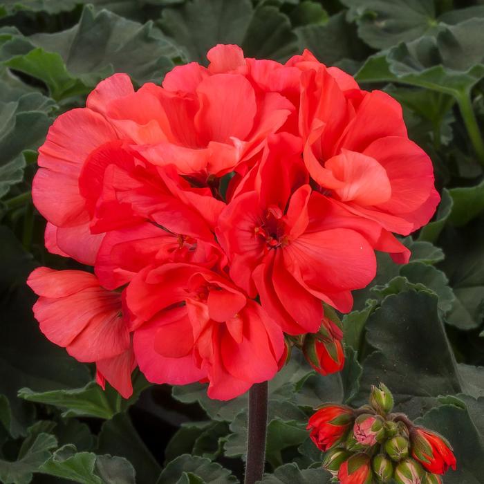 Geranium, Zonal - Pelargonium 'Mojo™ Salmon' Geranium, Zonal - Pelargonium 'Mojo™ Salmon'