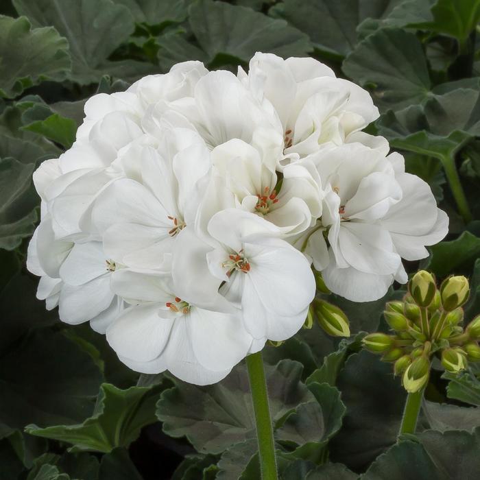 Geranium, Zonal - Pelargonium 'Mojo™ White'