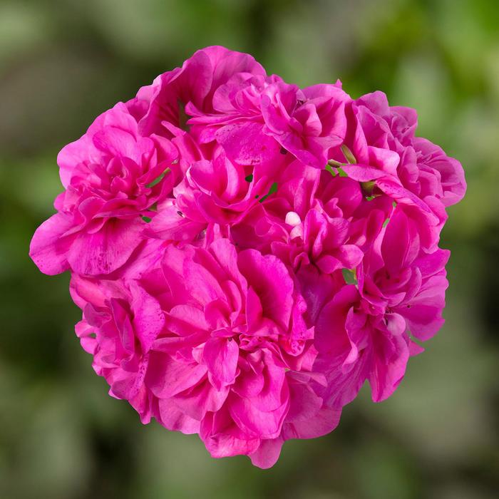 Geranium, Ivy - Pelargonium peltatum 'Ivy League&8482; Amethyst' 