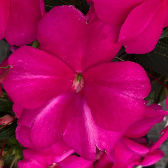 Spectra&trade; Magenta - Impatiens