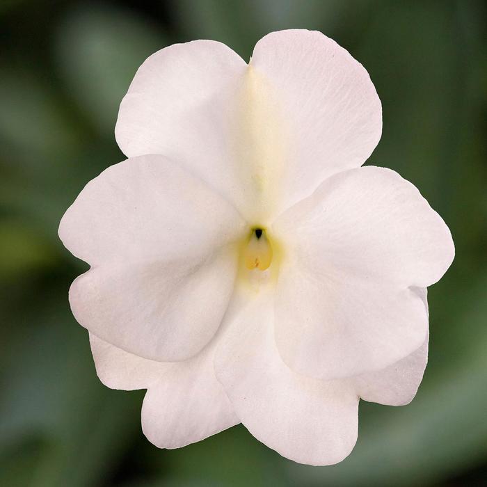 Spectra&trade; White - Impatiens
