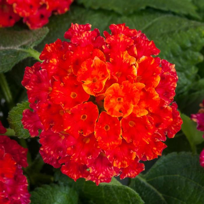 Lantana - Lantana camara 'Bandana® Black Cherry'