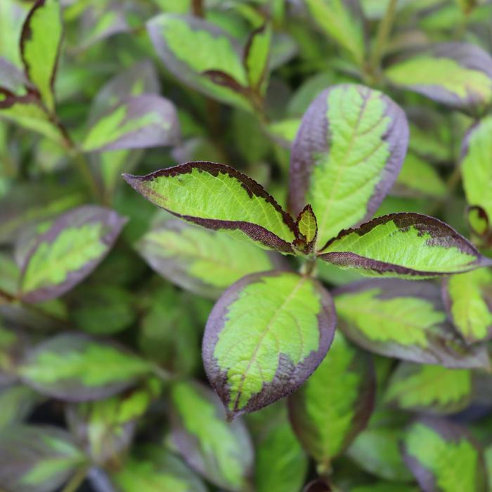 Vinho Verde™ - Weigela florida