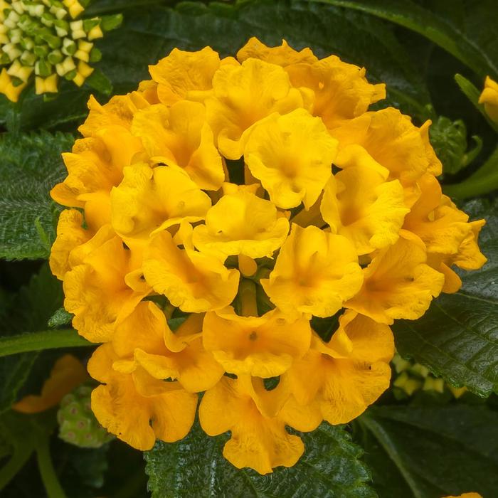 Lantana - Lantana camara Bandolista™ 'Pineapple' Lantana - Lantana camara Bandolista™ 'Pineapple'