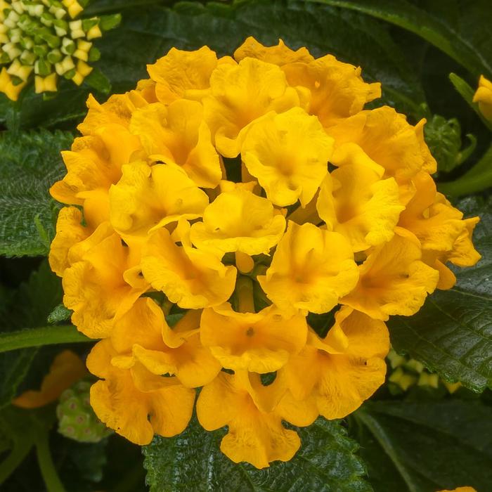 Lantana - Lantana camara Bandolista™ 'Pineapple'