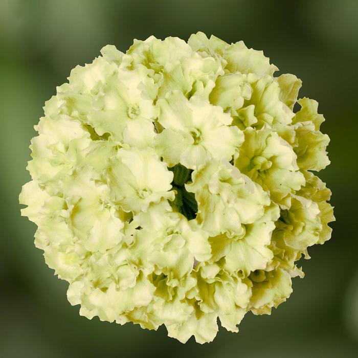 Lanai&reg; Green Apple - Verbena 