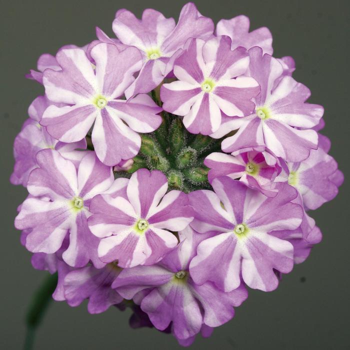 Verbena - Verbena Lanai® ''Lavender Star''