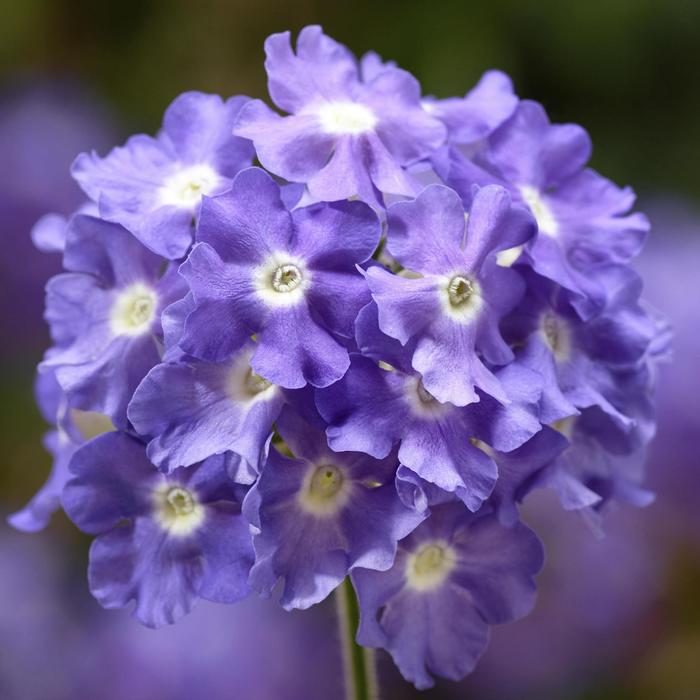 Verbena - Verbena 'Lanai® Sky Blue' Verbena - Verbena 'Lanai® Sky Blue'