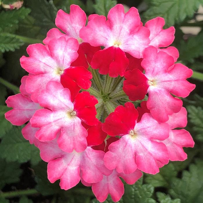 Verbena - Verbena Lanai® Twister™ 'Hot Lips'