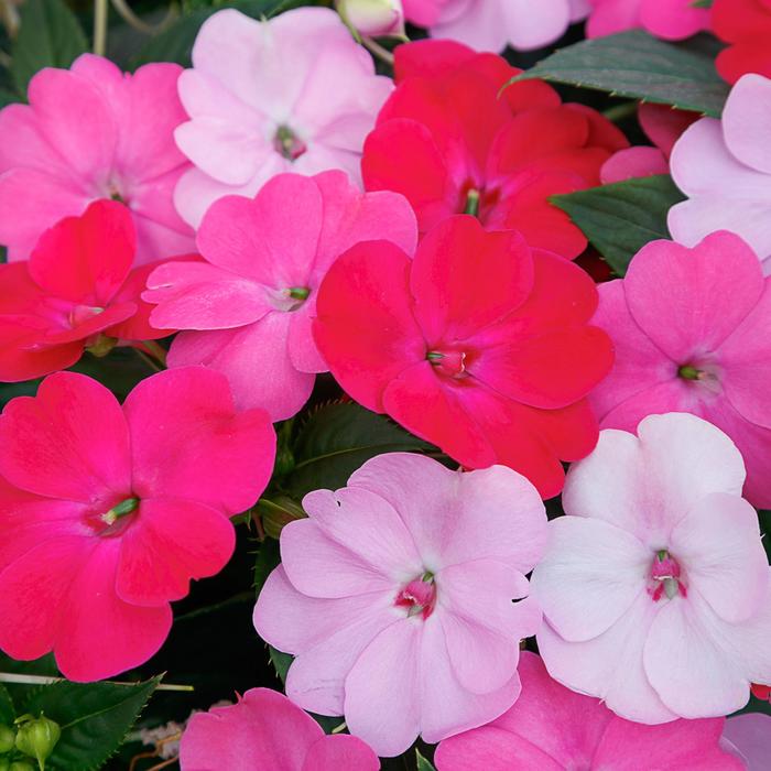 Impatiens - Impatiens (SunPatiens® Happy Days Mix'