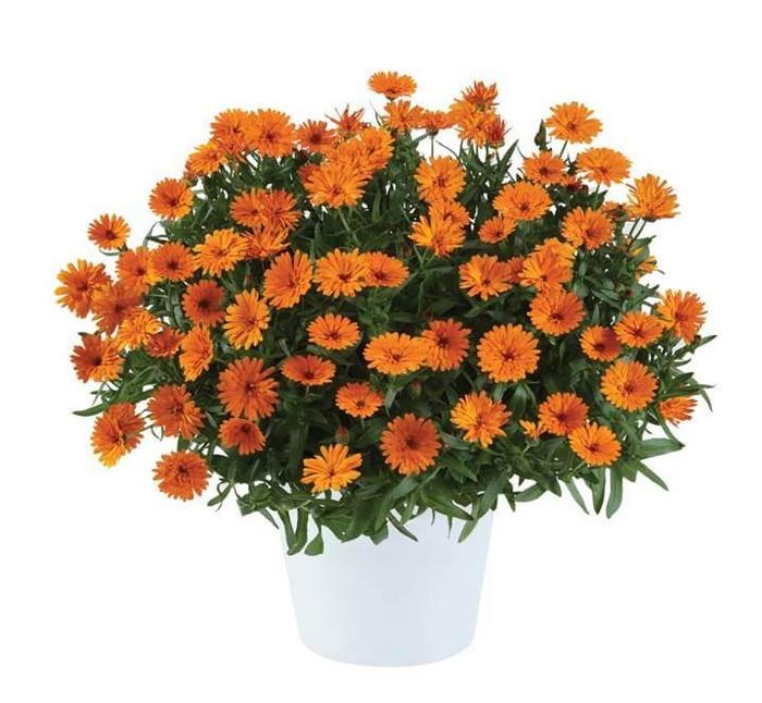 Cheers&trade; Tangerine Improved - Calendula