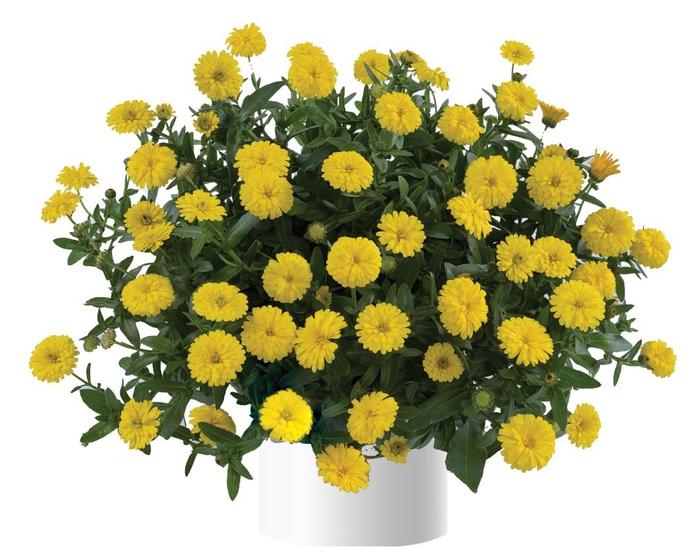Cheers™ Yellow Improved - Calendula Cheers™ Yellow Improved - Calendula