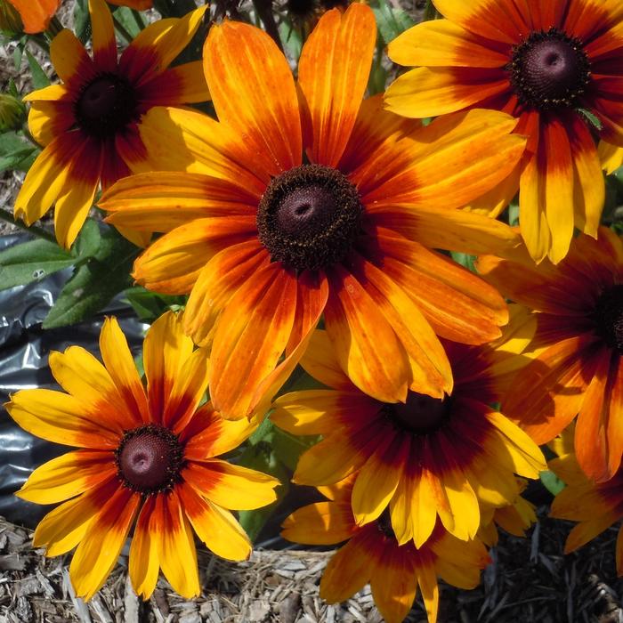 Sunbeckia® 'Luna' - Rudbeckia hirta (Black-Eyed Susan) Sunbeckia® 'Luna' - Rudbeckia hirta (Black-Eyed Susan)