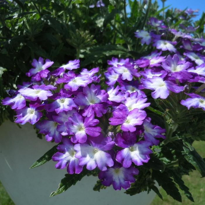 Verbena - Verbena 'Wicked Great Grape' Verbena - Verbena 'Wicked Great Grape'
