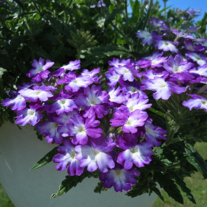 Verbena - Verbena 'Wicked Great Grape'