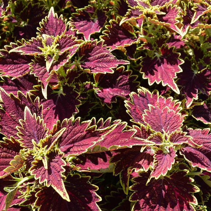 Main Street Bourbon Street - Coleus 
