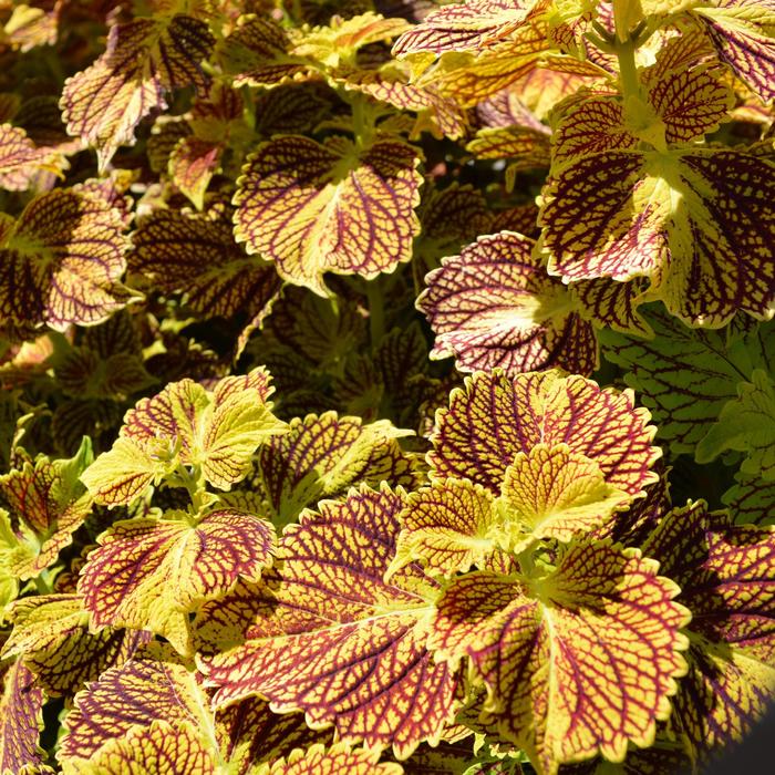 Coleus - Solenostemon 'Main Street Venice Boulevard' Coleus - Solenostemon 'Main Street Venice Boulevard'