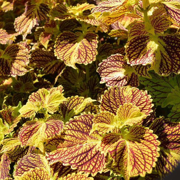 Coleus - Solenostemon 'Main Street Venice Boulevard' 