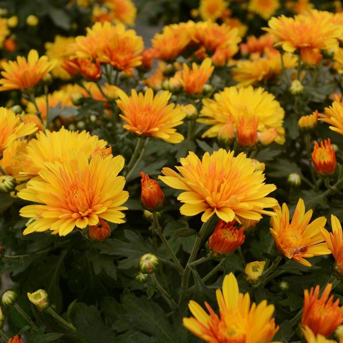 Hot Spot Bronze - Chrysanthemum x morifolium