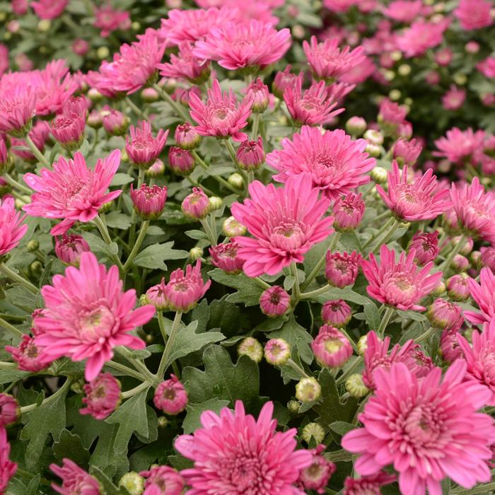 Paintbox Purple - Chrysanthemum x morifolium