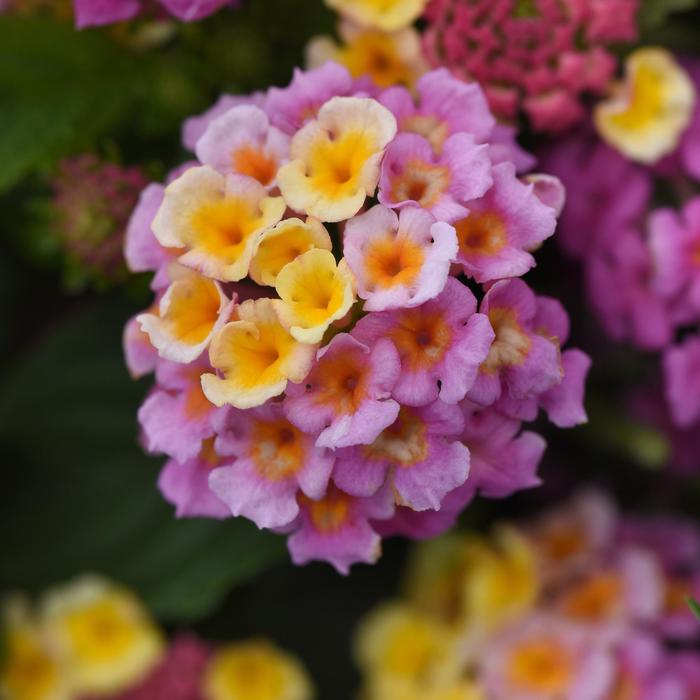 Lantana - Lantana camara 'Lucky™ Pink'