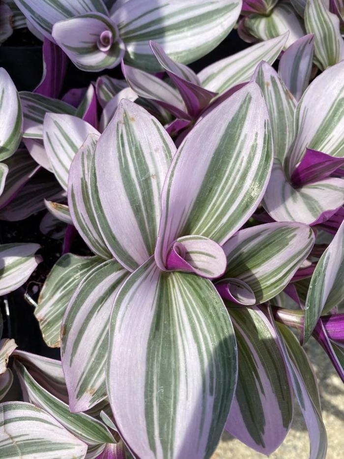 Tradescantia - Tradescantia albiflora 'Nanouk' 