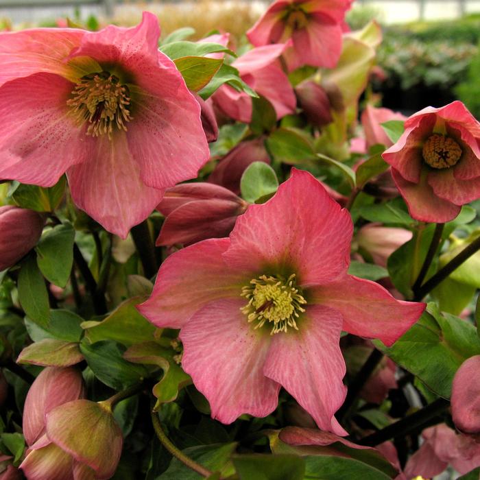 Lenten Rose - Helleborus Walberton's® 'Rosemary'