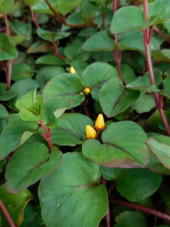 Lysimachia - Lysimachia Hillier™ 'Sunburst' Lysimachia - Lysimachia Hillier™ 'Sunburst'