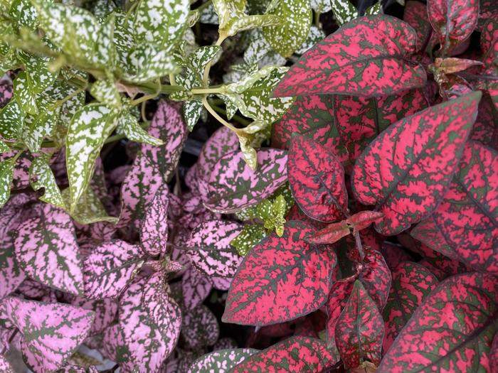 Hypoestes - Hypoestes phyllostachya 'Splash Select Mix' (Polka Dot Plant)