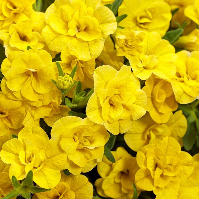 Superbells® Double Yellow - Calibrachoa 'Double Yellow' PPAF (Double Calibrachoa)