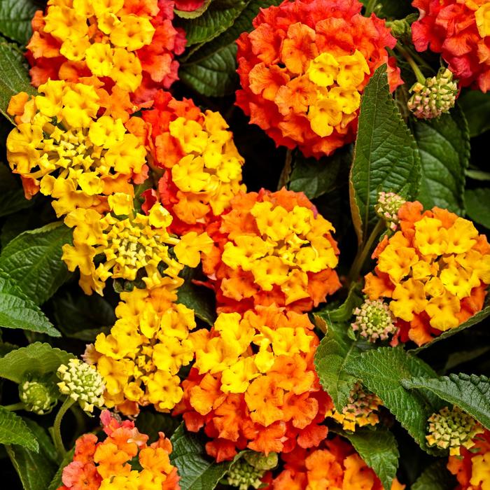 Luscious® Basket Tangelo™ - Lantana camara 'Basket Tangelo™' (Lantana)