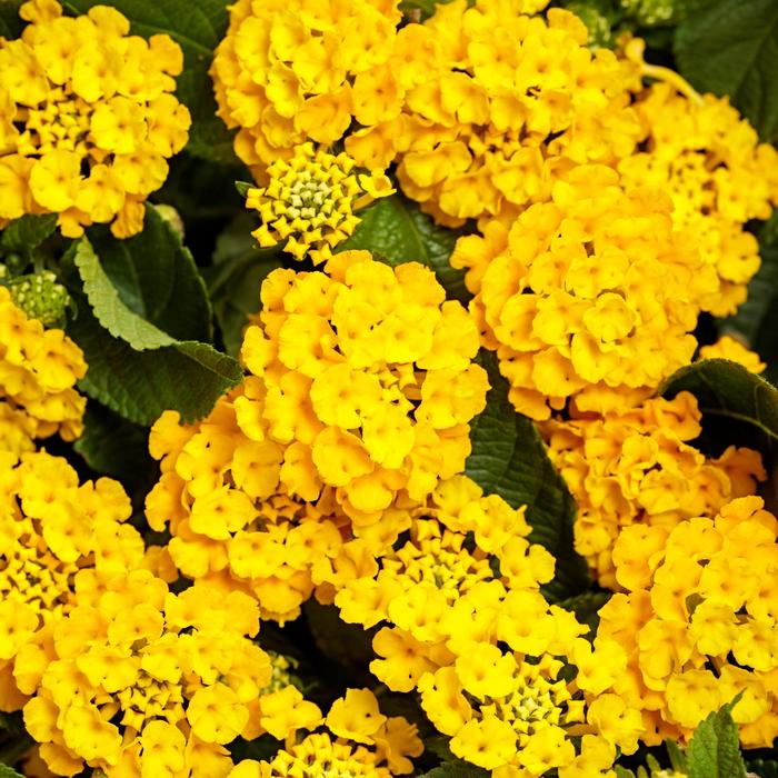 Luscious® Royale Lemon Tart - Lantana camara 'Royale Lemon Tart' PPAF (Lantana)