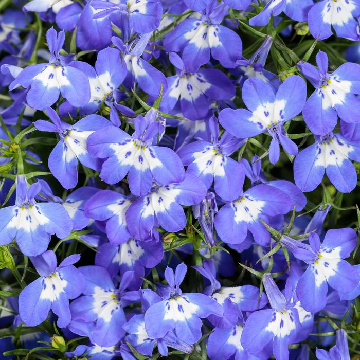 Laguna® ''Compact Blue with Eye'' - Lobelia erinus