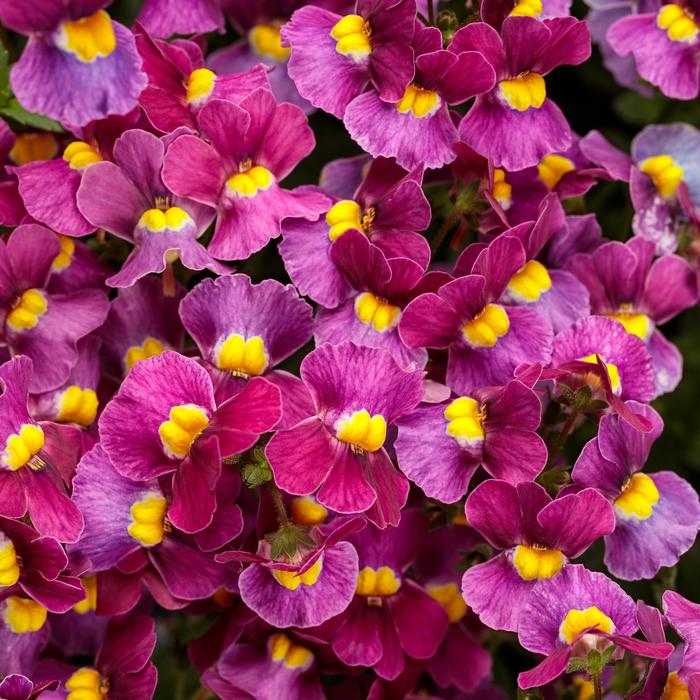 Aromance™ Mulberry - Nemesia fruticans 'Mulberry' PPAF, Can PBRAF (Nemesia)