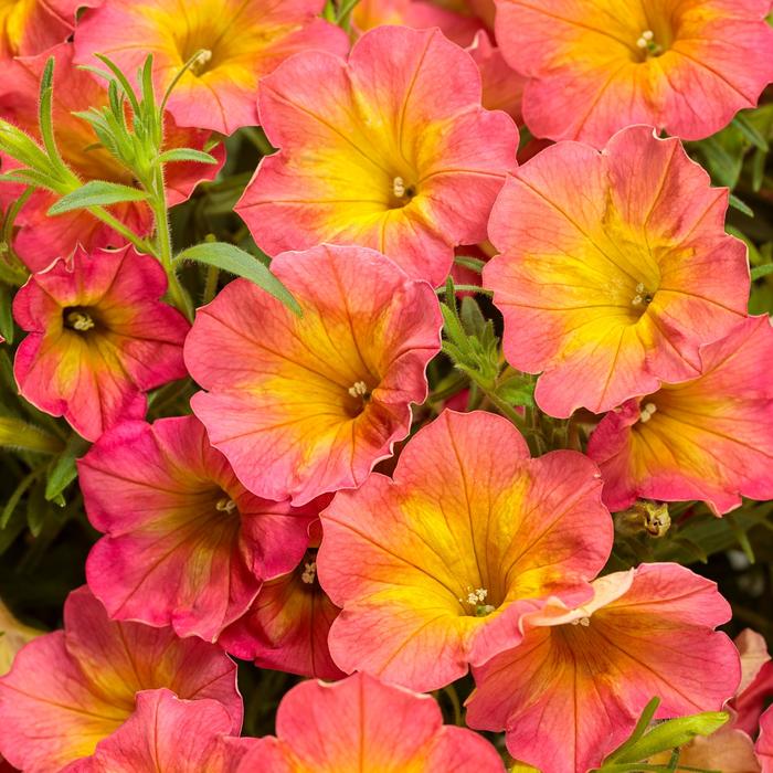 Supertunia® Persimmon - Petunia 'Persimmon' (Petunia)