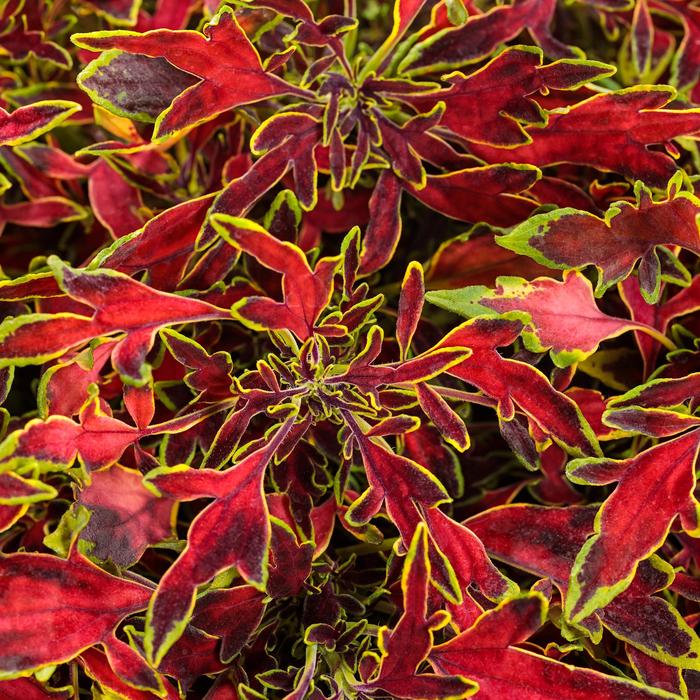 ColorBlaze® Mini Me™ Watermelon - Solenostemon scutellarioides 'Mini Me™ Watermelon' (Coleus)