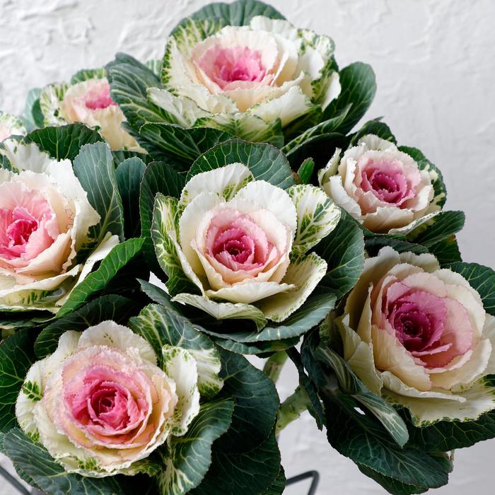 Flowering Cabbage - Brassica oleracea 'Condor White' 