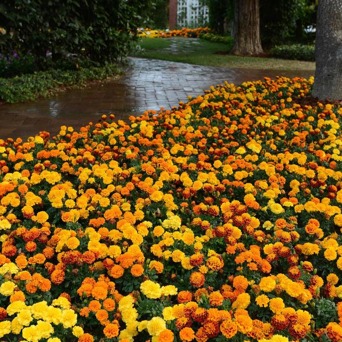 Marigold - Tagetes patula 'Hot Pak™ Mixture'