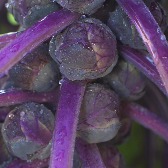 Brussel sprouts - Brassica oleracea 'Redarling' 