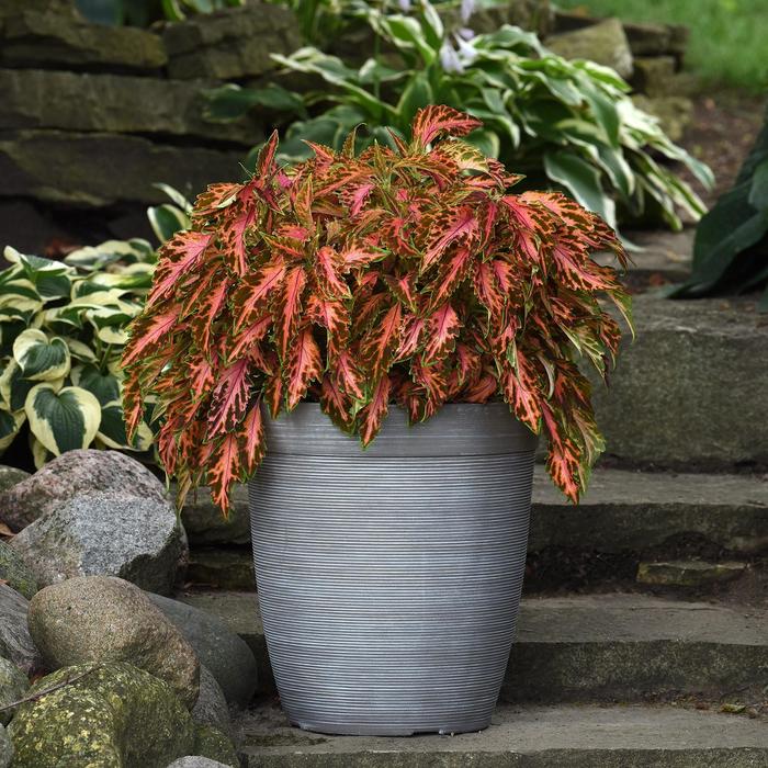 Coleus - Coleus Premium Sun 'Coral Candy'