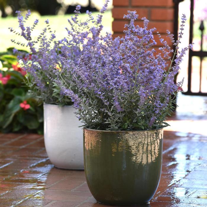 Russian Sage - Perovskia atriplicifolia 'Bluesette'